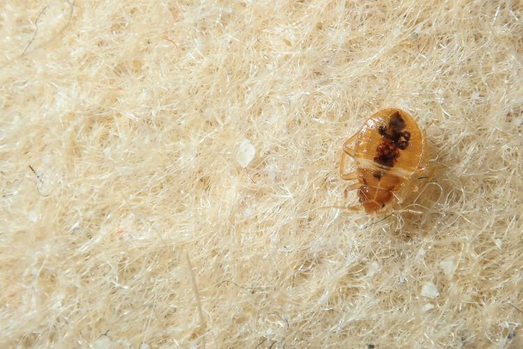 Dịch vụ diệt rệp giường tận gốc